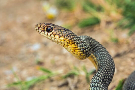 Image shows a thin snake on a blurry background twisting her head to the left.
